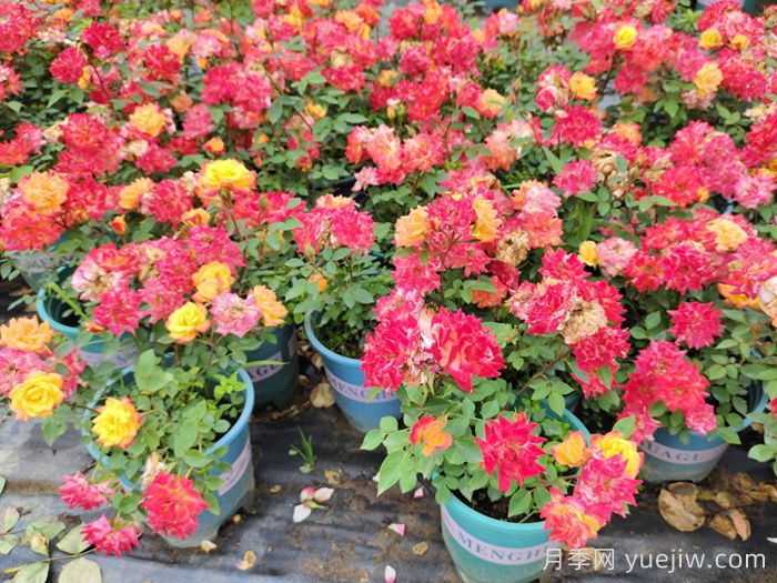 加仑盆月季苗(图3)