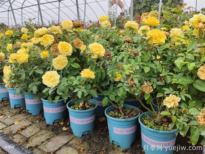 加仑盆月季苗(图6)