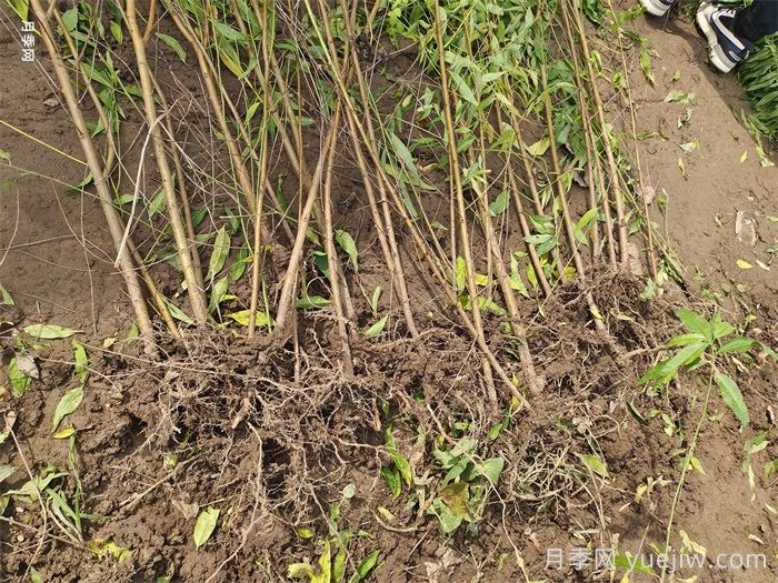 南阳市卧龙区陆营镇果树苗繁育基地(图2)