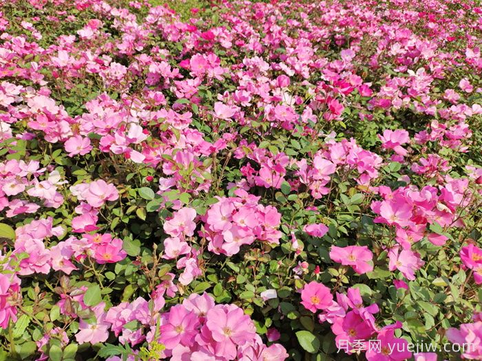 月季施肥全年科学指南(图1)