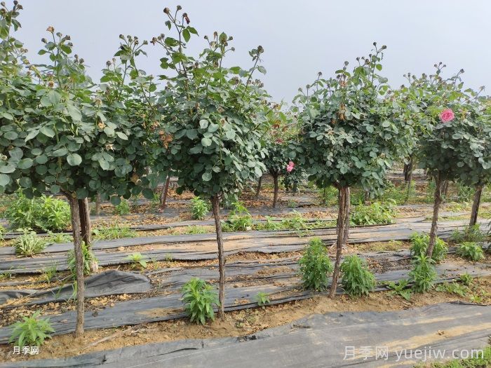 月季施肥全年科学指南(图2)