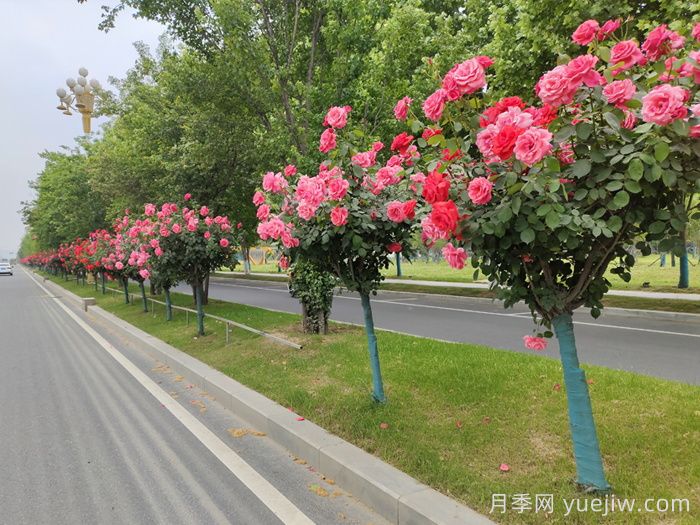 月季树移栽别太深,该如何补救?(图1) 月季树移栽别太深,该如何补救?(图1)