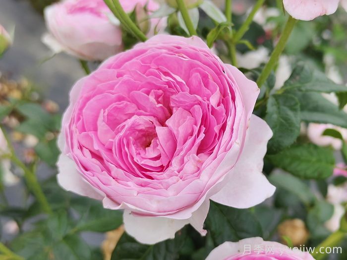 四季玫瑰与月季的差异解析及价格参考(图2)
