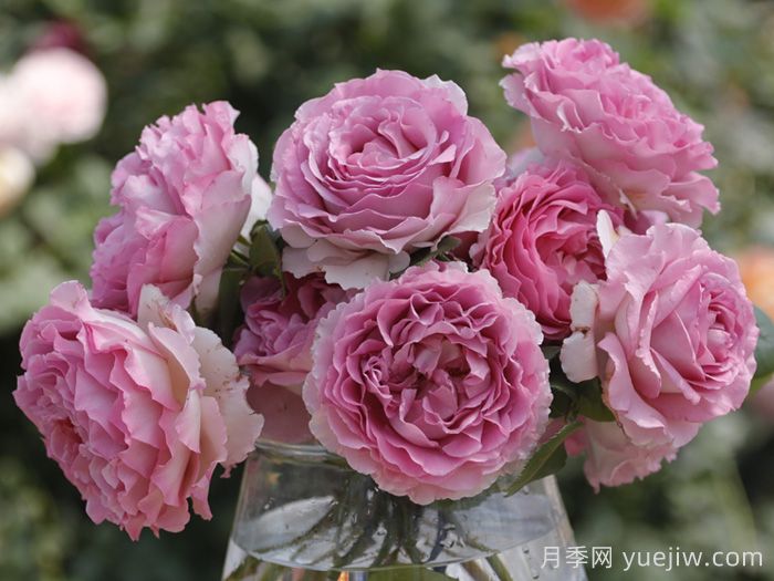 罗衣月季的特性优点和栽培要点(图1)