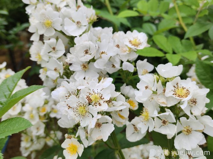 月季、玫瑰与蔷薇，究竟谁是源头？(图1)