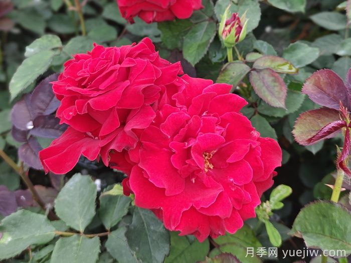 月季、玫瑰与蔷薇，究竟谁是源头？(图2)