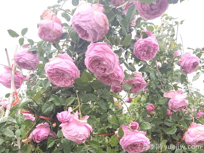 自由精神月季怎样能开花多?(图1) 自由精神月季怎样能开花多?(图1)