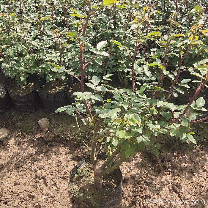 月季小苗养护全攻略，轻松养成中大苗(图2)