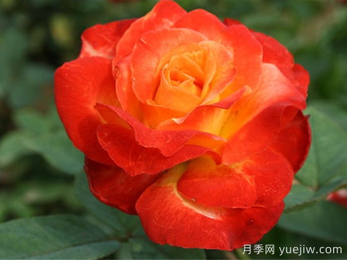 月季：花中皇后的四时浪漫(图1)