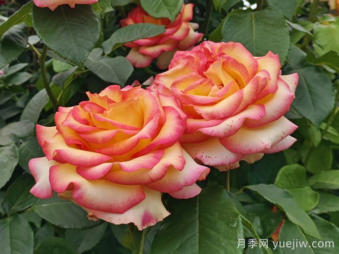 10分钟学会月季养法，高手经验总结(图1)