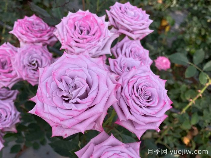 紫色年华月季(图1)