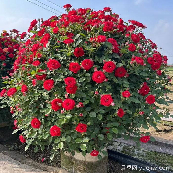 藤本月季造型花球冠幅1米价格(图1) 藤本月季造型花球冠幅1米价格(图1)