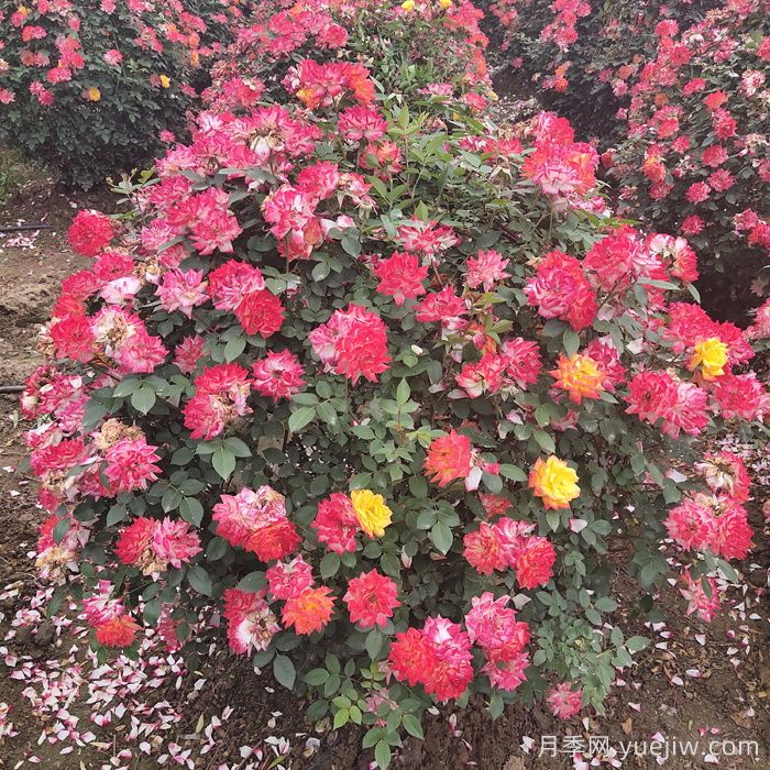 藤本月季造型花球冠幅1米价格(图2) 藤本月季造型花球冠幅1米价格(图2)