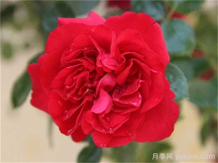 鲁硕红月季介绍和优缺点(图1)