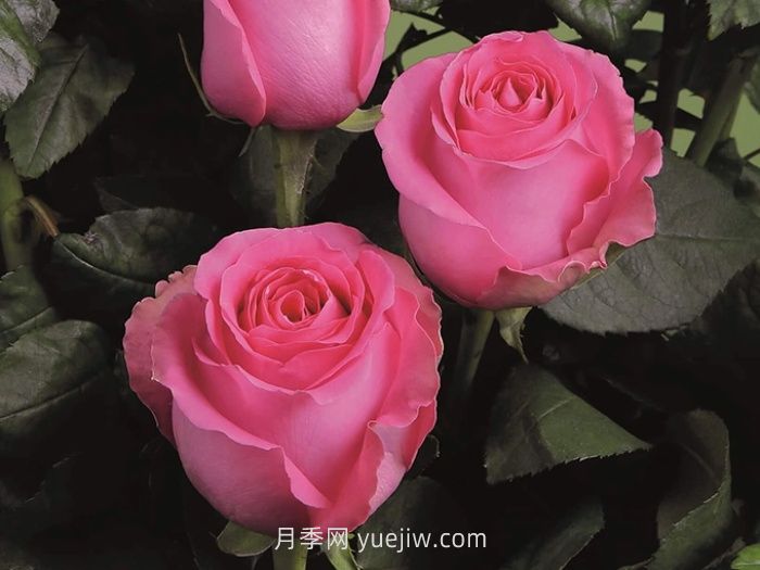 上海夫人月季介绍和优缺点(图1)