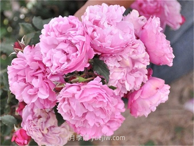 圣奥诺雷月季介绍和优缺点(图1)