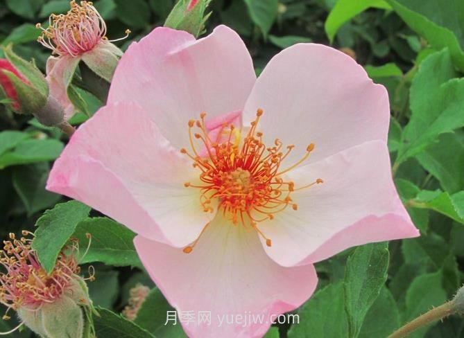 仙女罗瑟琳月季介绍和优缺点(图1)