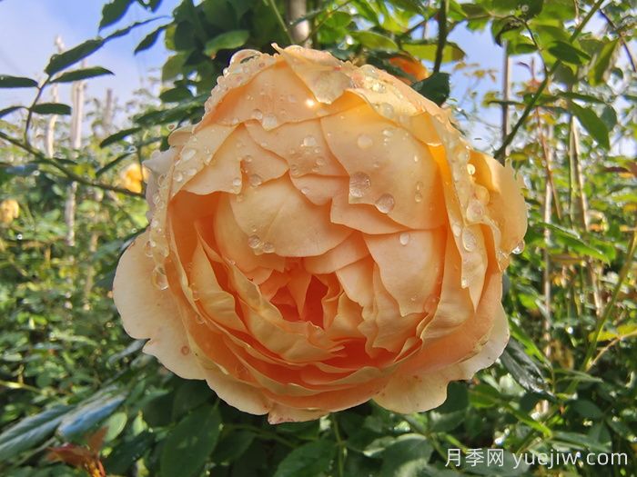 雨后南阳月季公园里的月季花娇艳欲滴(图7)