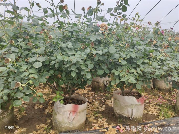 老龄月季更新如何修剪和保护芽？(图1)