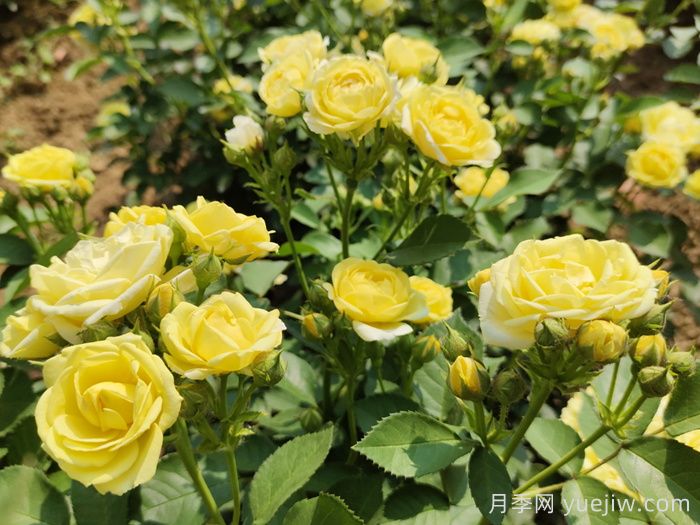 园林花木常见的10种蚧壳虫(图1)