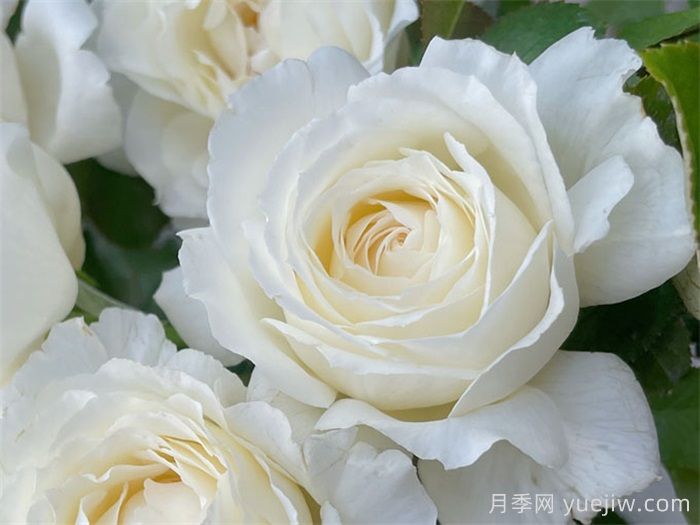 保罗三世月季介绍和优缺点(图1)