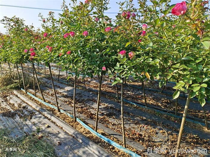 在炎热的天气里，如何给月季苗降降温？(图1)