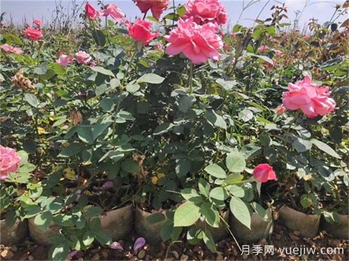 在炎热的天气里，如何给月季苗降降温？(图2)