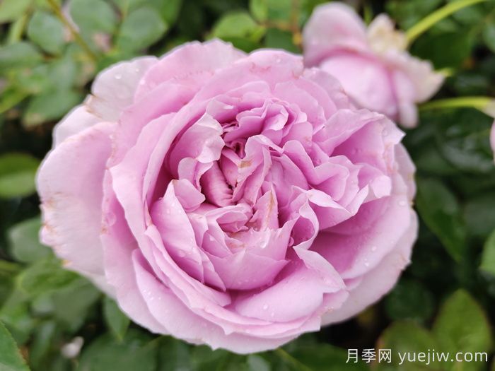 蓝紫色月季发展简史，有哪些值得收藏的品种？(图2)