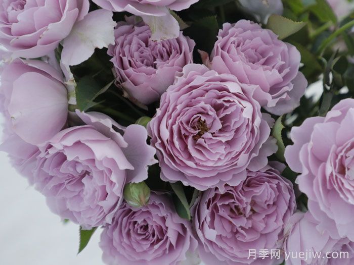 蓝紫色月季发展简史，有哪些值得收藏的品种？(图3)