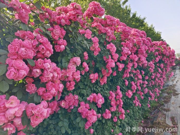 园林绿化带要选择什么月季品种？(图2)