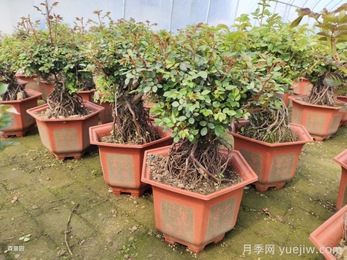 靠电商直播能拯救月季苗圃吗?(图1) 靠电商直播能拯救月季苗圃吗?(图1)