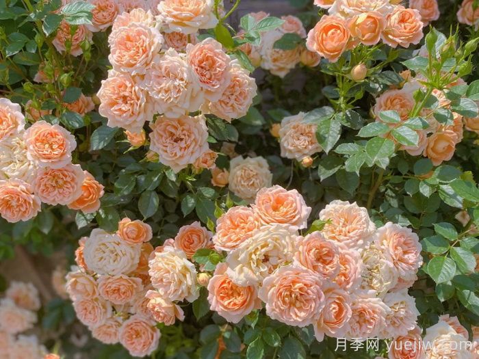 为什么花友们开始抛弃欧月月季？(图2)