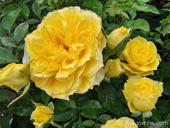 为什么花友们开始抛弃欧月月季？(图1)