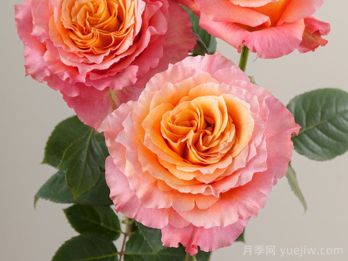 9种带香味的月季分享(图1)