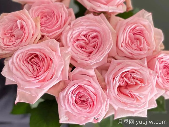 9种带香味的月季分享(图2)