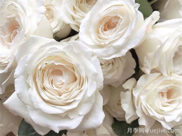 9种带香味的月季分享(图5)