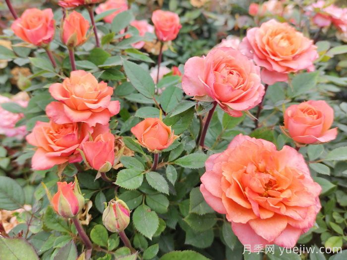 西宁月季花,四季绽放的乐章(图2) 西宁月季花,四季绽放的乐章(图2)