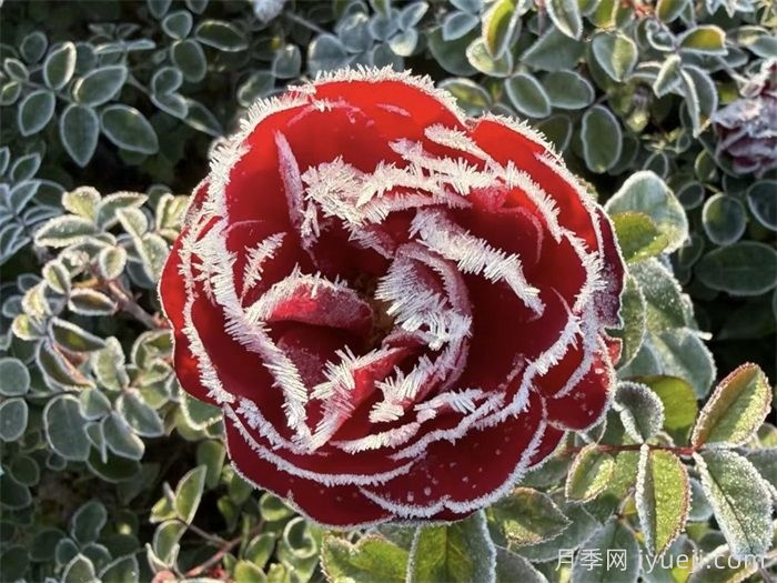 冬季月季如何避免冻害，5步教会你(图1)