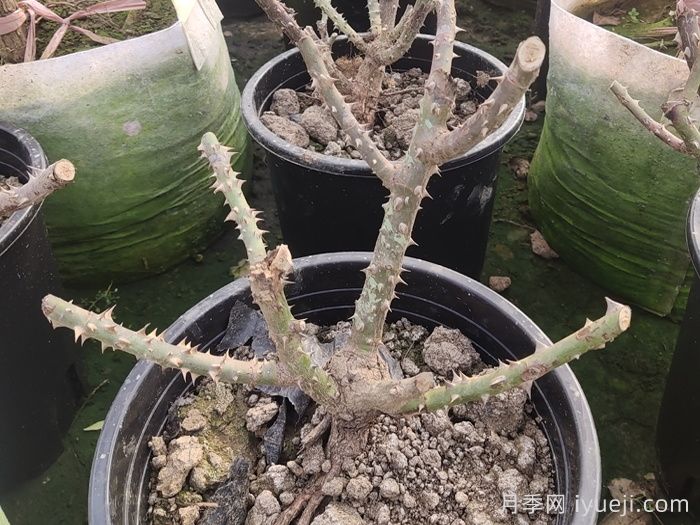 冬季月季如何避免冻害，5步教会你(图3)