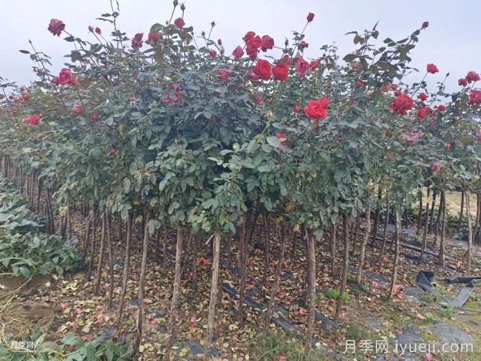 苗木受冻了，怎么办？(图1)