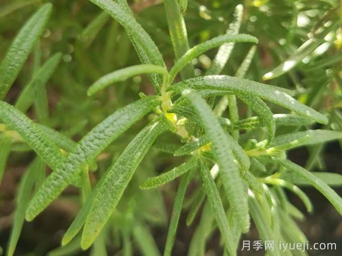 迷迭香在中国叫什么，迷迭香花语是什么？(图1)