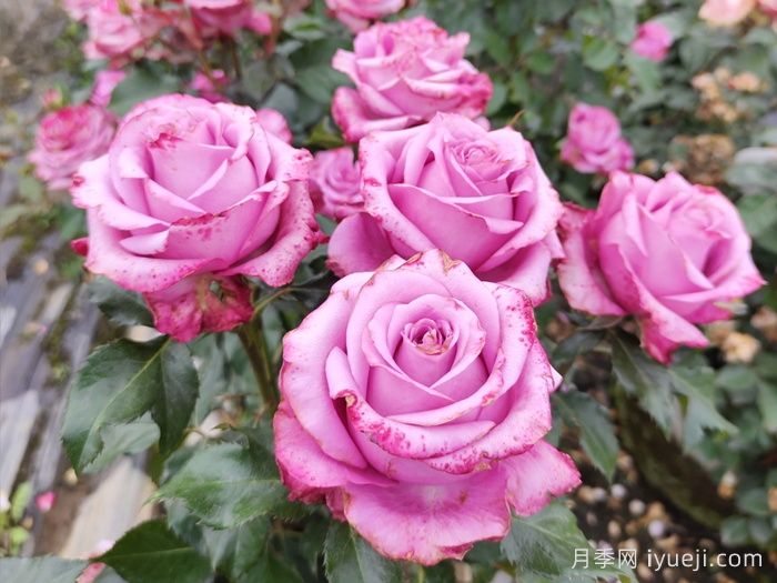 南通月季市花文化和月季景观(图1)