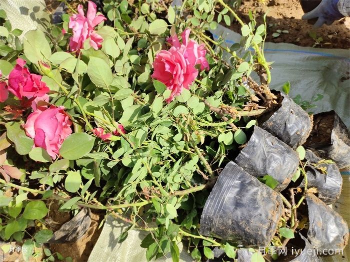 湖北大花月季怎样管理，才能多开花？(图2)