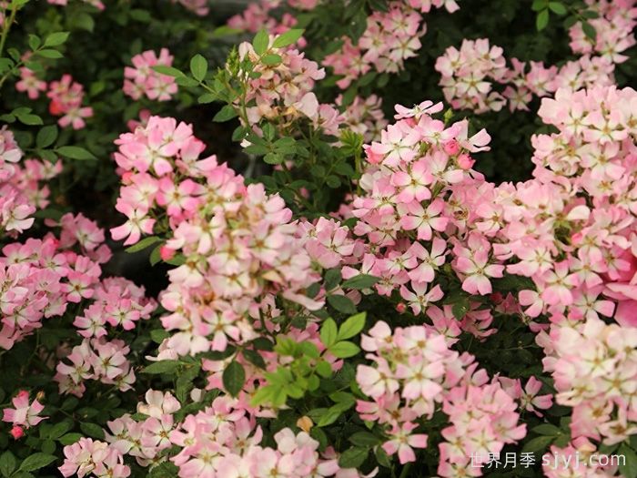 银河织女星月季Galaxy Vega(图1)