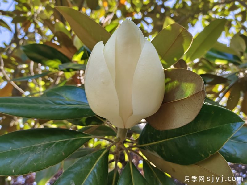 园林绿化庭院造景耐阴植物表(图1)