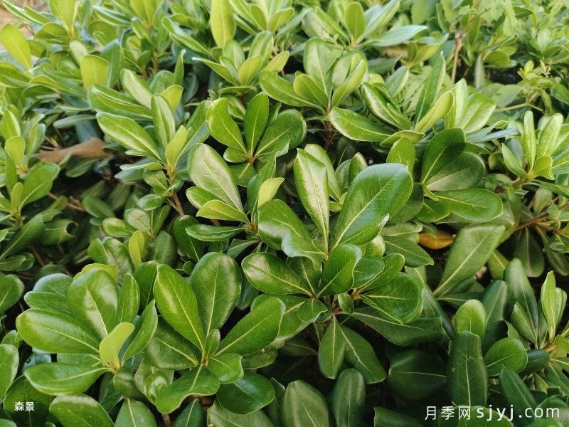 园林绿化庭院造景耐阴植物表(图2)