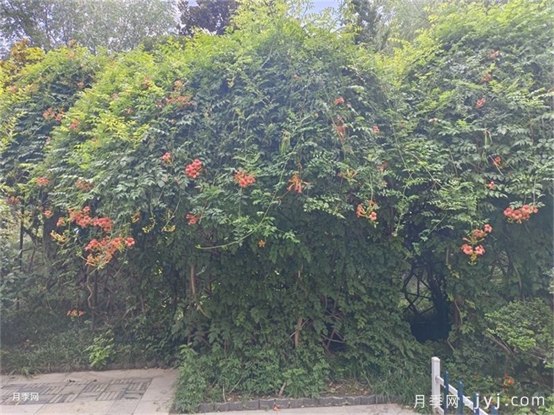 园林绿化庭院造景耐阴植物表(图3)