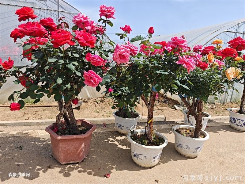 影响月季价格的几个因素(图1)