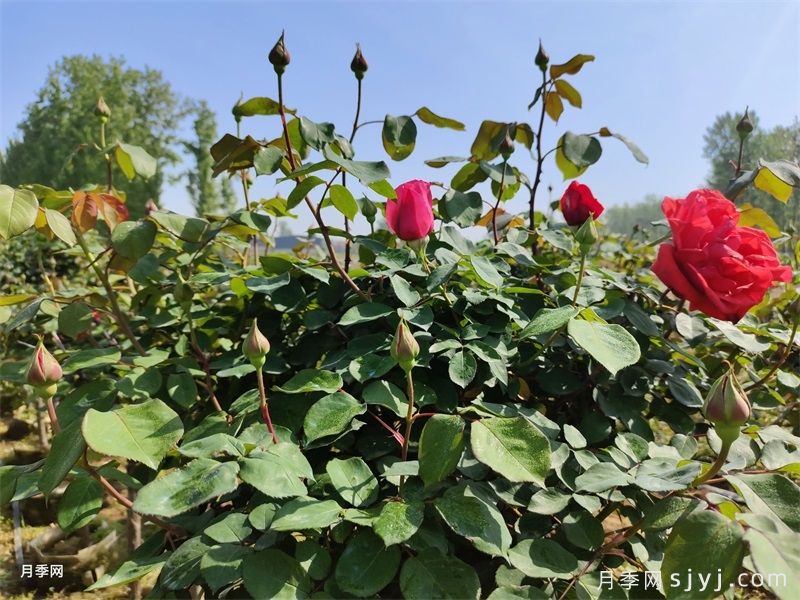 月季秋剪后，一直不发芽是怎么了？(图1)