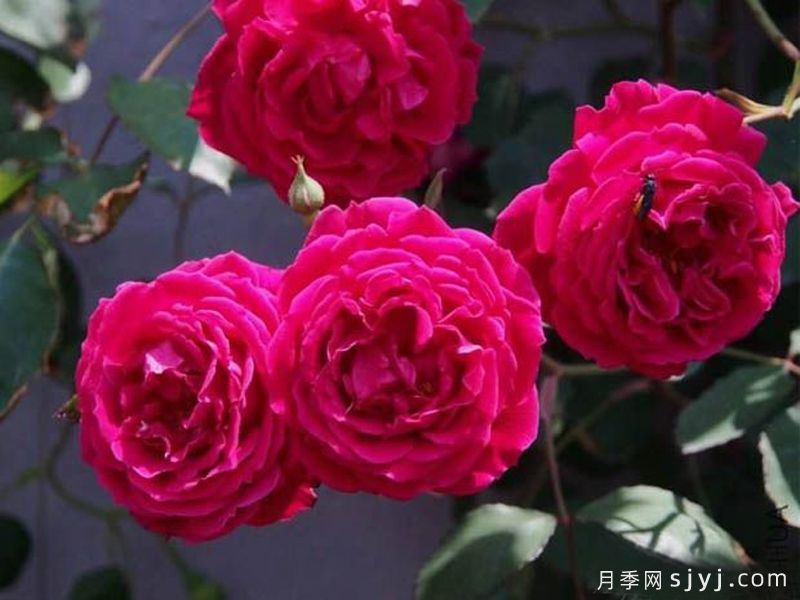 南阳月季：满城芳菲 香飘四海(图4)